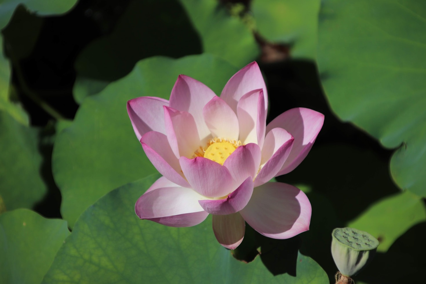 TAO-Praktiken für ein harmonisches Leben